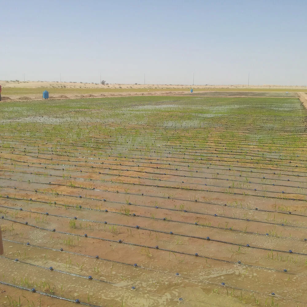 irrigation for lands work completed by landscaping companies in dubai opal landscaping