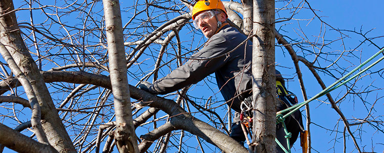 How tree trimming in Mesa AZ improves your landscape?